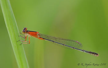 Ischnura ramburii, female